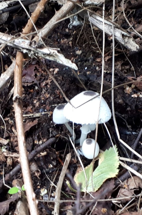 boozybazz's tweet photo. Can anyone ID this #fungi, seen at #FilbyBroad #Norfolk? https://t.co/N0mEAZ4yAV