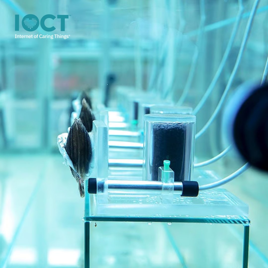 uk_ioct's tweet photo. In Warsaw, clams are helping to monitor water quality! 

Smart sensors track their shell movements, automatically shutting down the water supply if contamination is detected.

Interested in smart solutions like this?

https://t.co/8ZSh38JWwU

#SmartTech #AgeingIntelligence https://t.co/MTRQTyIbTD