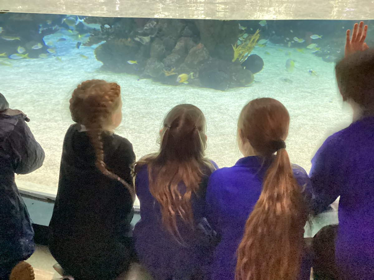 LeysFarm's tweet photo. Year 5 really enjoyed their visit to @TheDeepHull today. Our guide Rachel was able to support us with our learning for Once upon a planet and explain what is happening to the seas and oceans. Lots of super writing opportunities for us. #LFJSGeography #LFJSEnglish https://t.co/UIrYJKmDlo
