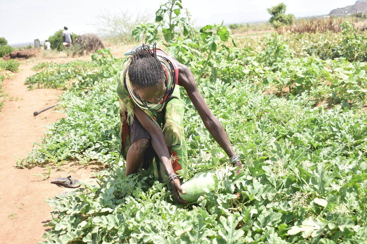 PelumKenya's tweet photo. Through #Visibilize4ClimateAction, we explored innovative agroecological practices in Turkana North /Kibish, proving that deserts can bloom with the right techniques. 🌾💧

@aphrc @Zero_Hunger_Ke @apadlodwar  @RODI_Kenya https://t.co/4NFedCldAc