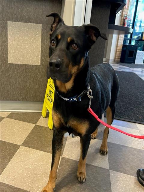 PetfindToronto's tweet photo. #JANE #WILSON  Pls RT2unite #FOUND #DOG- 29-Sep-24 #Toronto   Animal Services A0989519 #NORTH   416-338-8723 BLACK BRN #LABRETRV #ROTTWEILLER F/?Age https://t.co/WM2LMs4qcp