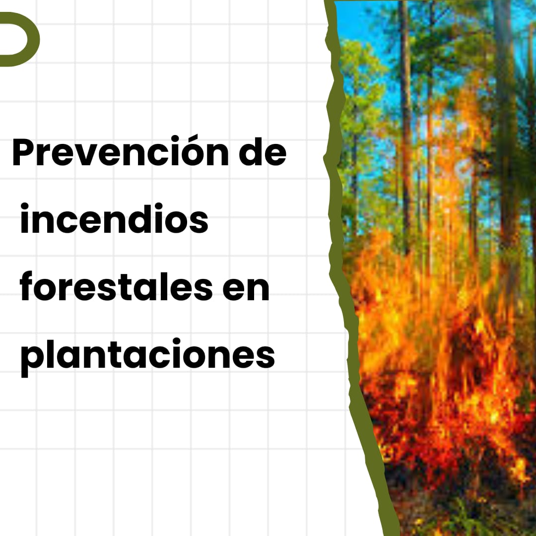 multiteak's tweet photo. Los incendios forestales son una amenaza constante tanto para la economía como el equilibrio ambiental. Por eso, es fundamental que se implementen medidas que ayuden a monitorear anomalías térmicas para prevenir desastres. Desliza y entérate un poco más de tipos de prevención. https://t.co/gzyLXfG31I