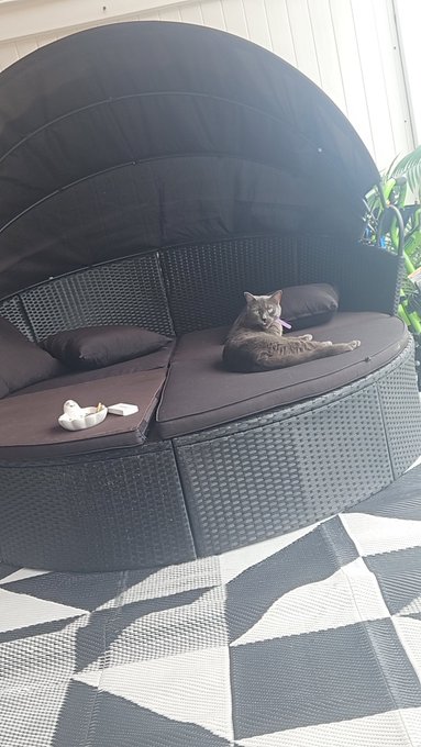 skylarcalico