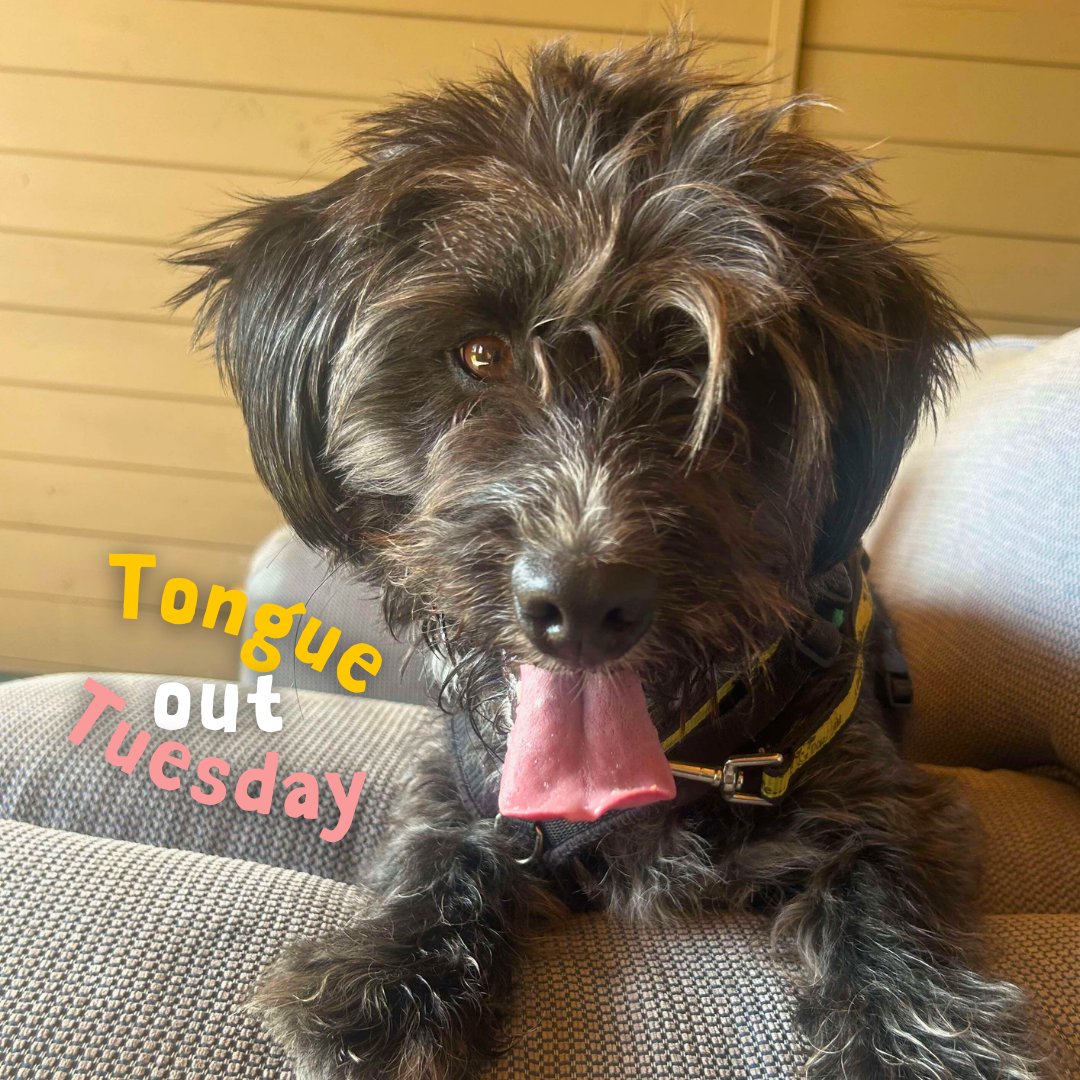 Dogs Trust Salisbury tweet media