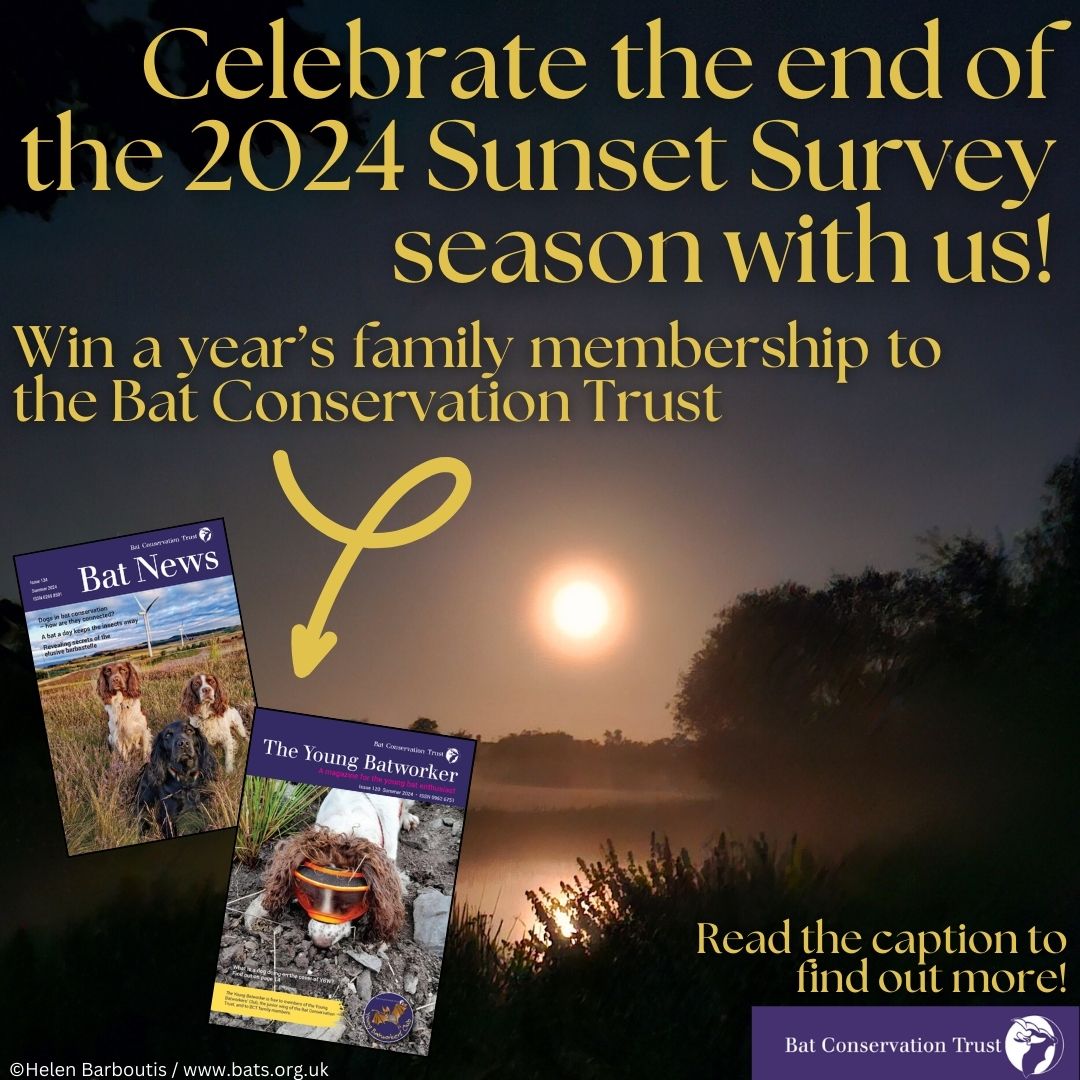 National Bat Monitoring Programme (NBMP) (@bct_nbmp) on Twitter photo 🌞Celebrate the end of the Sunset Survey season with us!🌞 We're giving away a year's family membership to the Bat Conservation Trust, which includes a subscription to both Bat News and The Young Batworker! 
To enter, click the link in our bio to find out how to take part 🔗 🌞Celebrate the end of the Sunset Survey season with us!🌞 We're giving away a year's family membership to the Bat Conservation Trust, which includes a subscription to both Bat News and The Young Batworker! 
To enter, click the link in our bio to find out how to take part 🔗