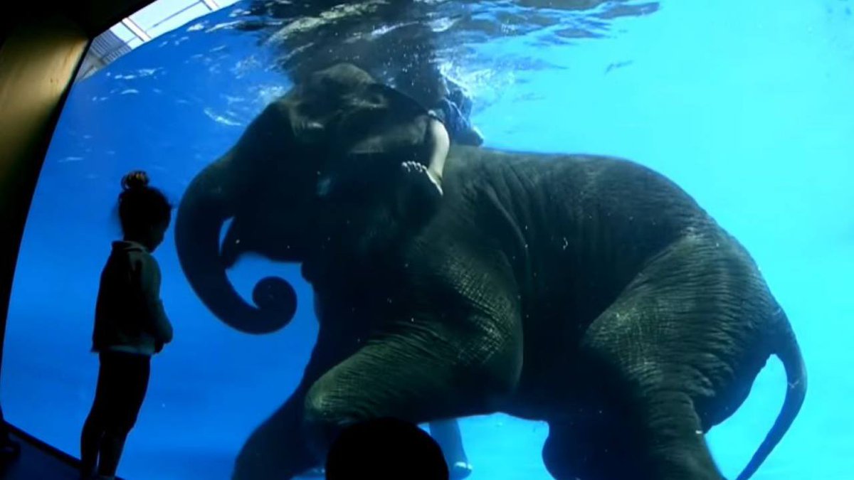 PangJimSOL's tweet photo. We ❤️ you #Pangjim 🐘❤️ https://t.co/0wKbaw6uO3