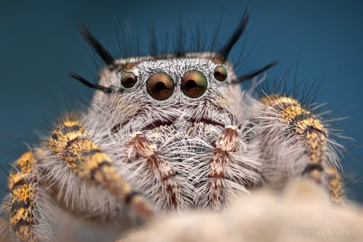 ooh it's #arachtober ! Share your Phids!🙏

Here's a classic october salticid (COS) around here - the incomparably beautiful Phidippus mystaceus!

Found her by walking slowly beneath oaks - hopefully scanning

forest edge, dry, rocky, NE OK
#salticidae #phidippus