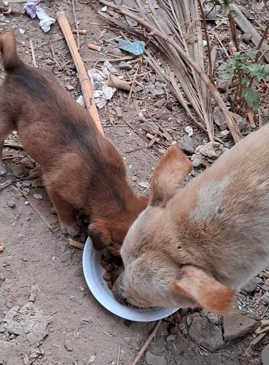 AnimalFriendsAF's tweet photo. Animals of Gaza also have the right to live, it is not their fault to be born in Gaza, they have no relationship of the war, and they are paying the biggest price of this war, they are being kill and starve for no sin, please, it is the least thing to do is providing them food and water, they are souls, they have families and feelings, may be they are voiceless but everyone knows that they need help, please guys AFS animals need your support 🙏🐾😿.
‼️Kindly, you can send help to AFS animals via links hereunder 👇🙏
New PayPal is mentioned in our bio
GFM1 (AFS animals):
https://t.co/8EI3vJWDPd
Also, you can send AFS families whom are in need too via links hereunder 👇🙏
Samer PayPal (with writing a note "AFS families") is mentioned in our bio
GFM2 (AFS families):
https://t.co/sggwx4Vrto
You repost is extremely important.
Bless all of you 🙏🐾🐱🇵🇸🕊