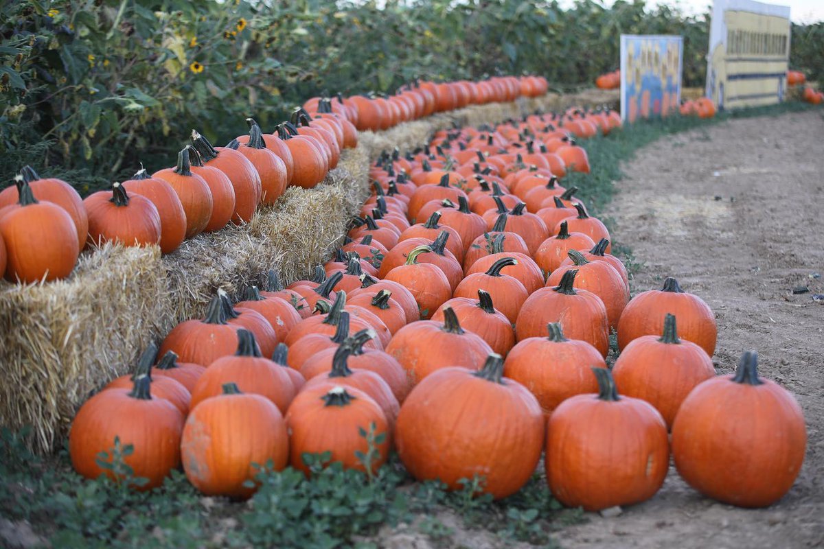 Happy October #FortCollins! 🎃 From pumpkin patches and corn mazes to festivals and corgi parades, there is no shortage of ways to have fun here this spooky season. 👻 Click bit.ly/47PyGMs for all October happenings! 🧡 

📍: The Bartels Pumpkin Patch

📸: @welbysgirl
