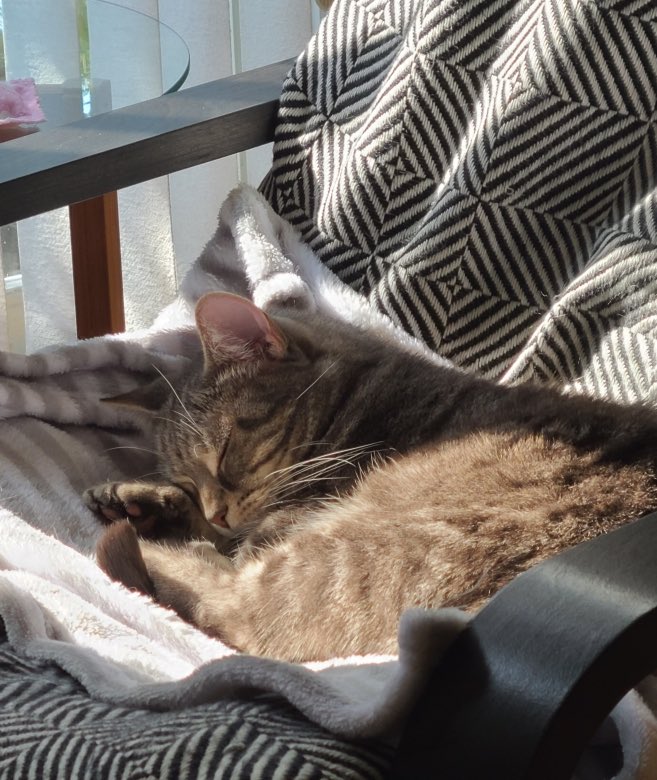 Time for some beauty rest. Happy Tuesday!😽💕