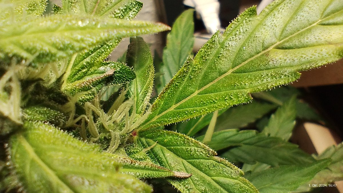 Marcel_FFF's tweet photo. Meine 'Wedding Cake' Automatic' zeigt Mangelerscheinungen die stark nach Ca/Mg hindeuten > rostbraune Flecken an Mittelalten &amp;  jüngeren Blätter sowie Chlorosen. Aber liegt wirklich ein Mangel vor?
#Cannabis #CannabisCommunity #HomeGrow #FirstGrow #Automatic  #Saeule2jetzt https://t.co/b2ZbRlXA6J