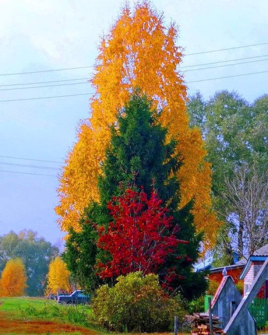 Rainmaker1973's tweet photo. As night length increases in autumn, chlorophyll production slows down until all is destroyed. 

The carotenoids and anthocyanin that are present in the leaf are then unmasked and show their amazing colors. https://t.co/mJiKauFIFc