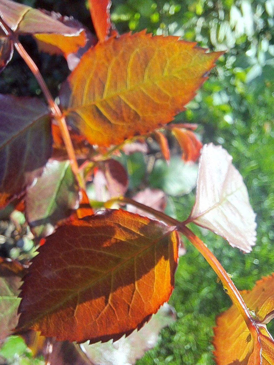 HildeStuyck's tweet photo. Herfstkleuren
#vrtweer #elkedageenfoto #trotsopeigentuin https://t.co/8tExFOSmDJ