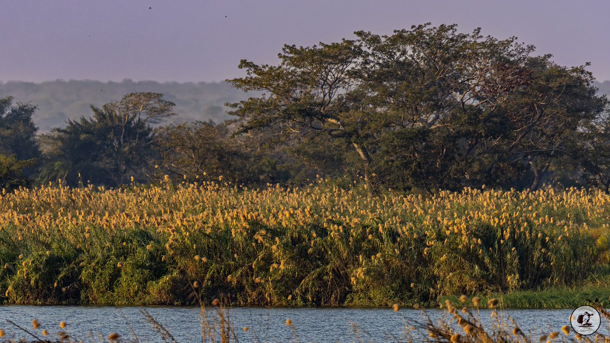 Timothy Marks 🎥 🇿🇼 🐘 tweet media