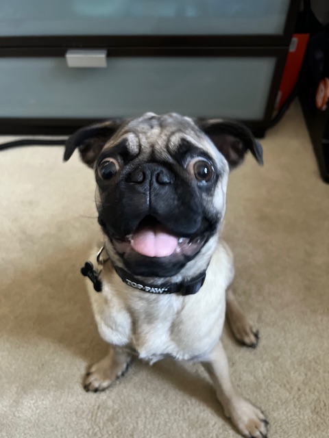 Hey guys! I'm raising money to help with the cost for Milo's (my pup) surgery. He needs surgery to help him breathe better. The cost is $1,993.42! (Which is crazy!) I will be doing this through my stream Kick.com/logan_lbl Any help would be greatly appreciated. Even sharing