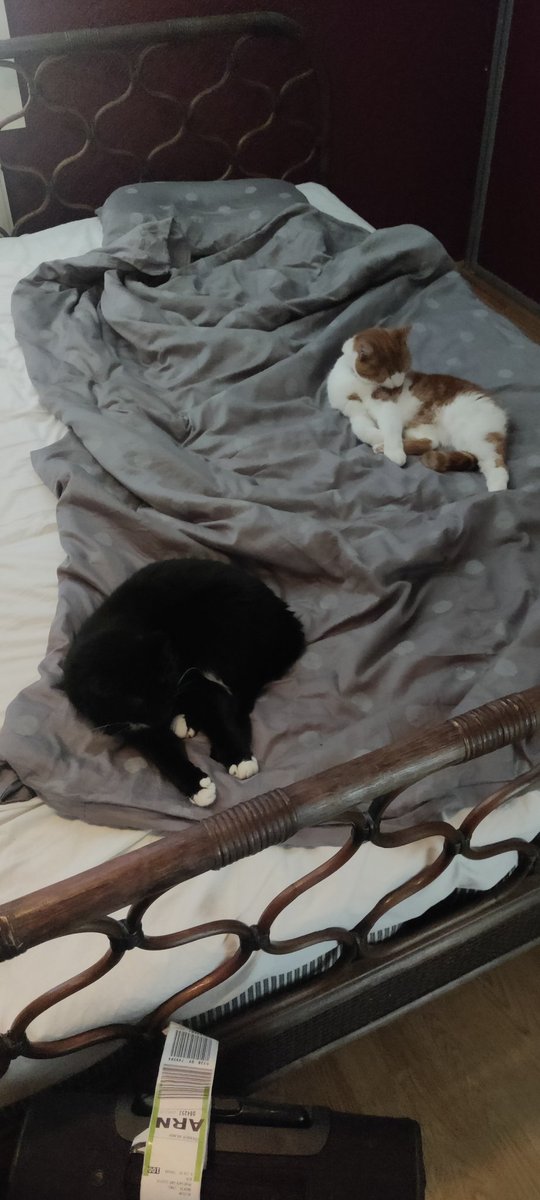 Seruphenthalys tweet media