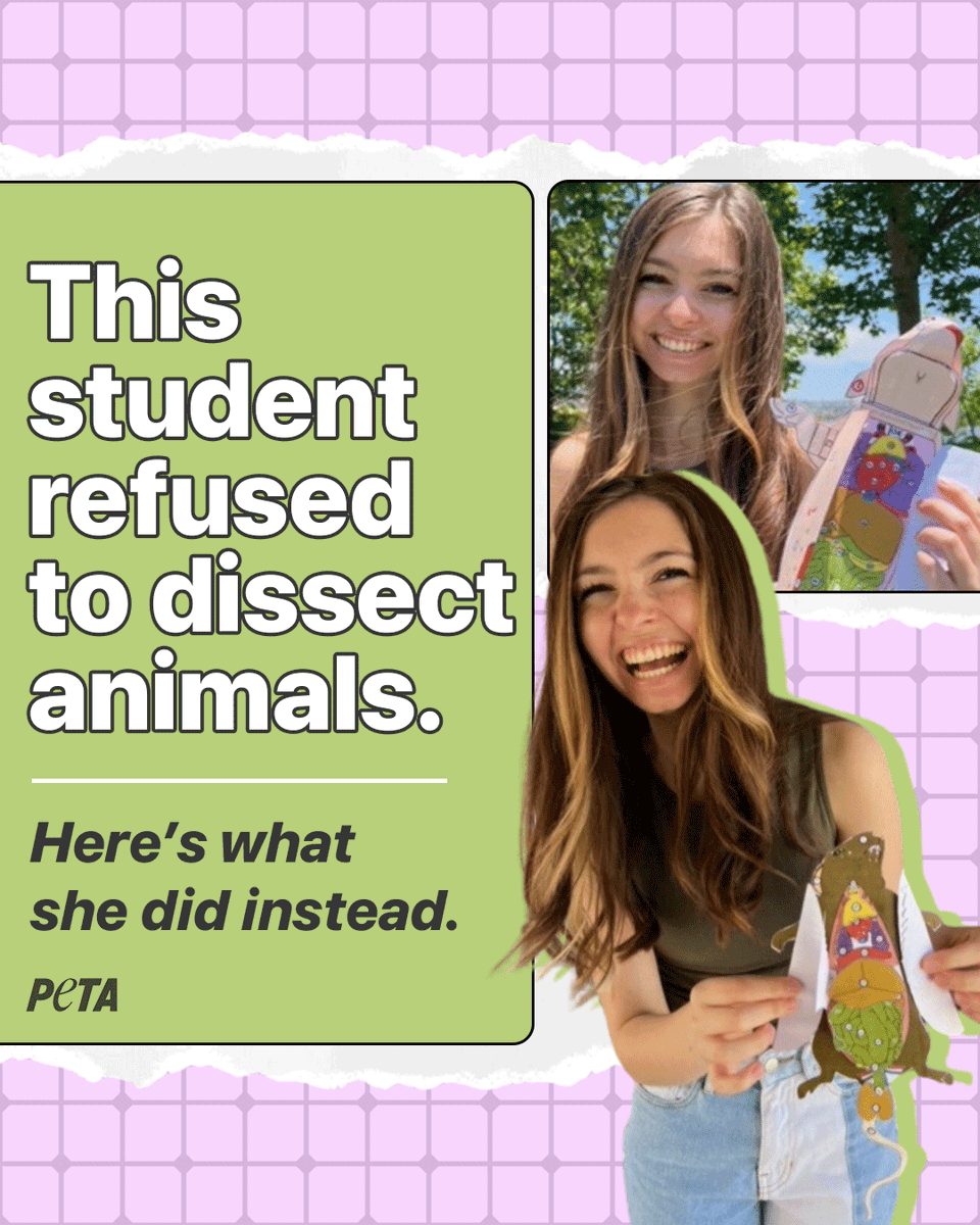 peta's tweet photo. This #CutOutDissectionMonth, we’re celebrating kind students like Sienna, who advocate for animals in the classroom 🫶✨
Her teacher is keeping her models so future students won't have to dissect animals 💯 If you’re a teacher interested in humane options, contact #TeachKind 🍎 https://t.co/25YdThFMvI