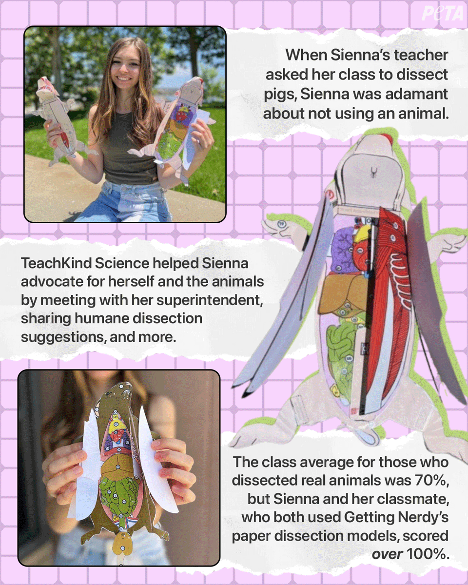 peta's tweet photo. This #CutOutDissectionMonth, we’re celebrating kind students like Sienna, who advocate for animals in the classroom 🫶✨
Her teacher is keeping her models so future students won't have to dissect animals 💯 If you’re a teacher interested in humane options, contact #TeachKind 🍎 https://t.co/25YdThFMvI