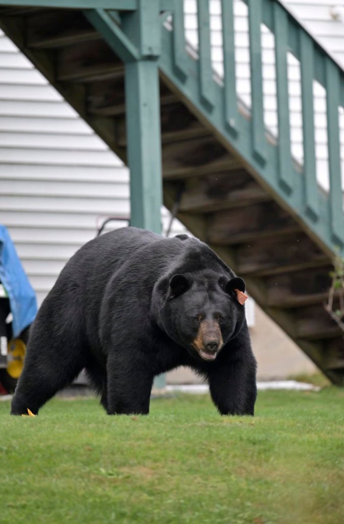 Laxidaisy tweet media