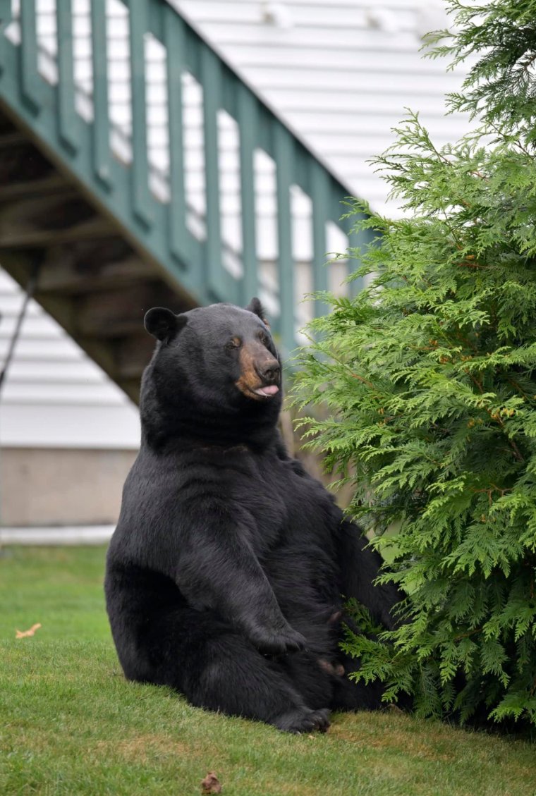 Laxidaisy tweet media