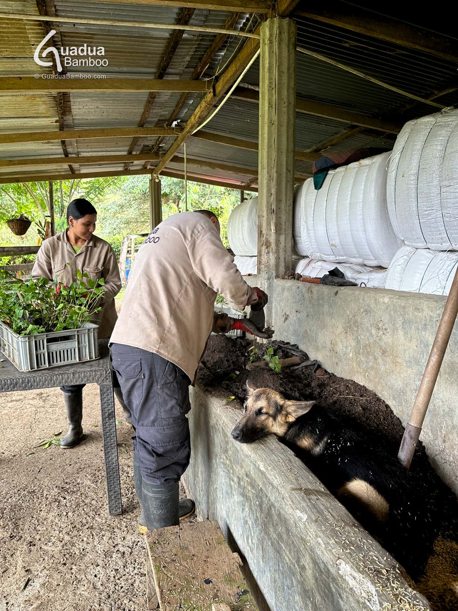 Nuestro equipo preparando pedidos para despacho a Bogotá y Santander. Las plantas de Dendrocalamus asper y Guadua angustifolia en diferentes tamaños son cuidadosamente empaquetadas para que en 2-3 días lleguen en perfectas condiciones a su destino.
guaduabamboo.co/plantas