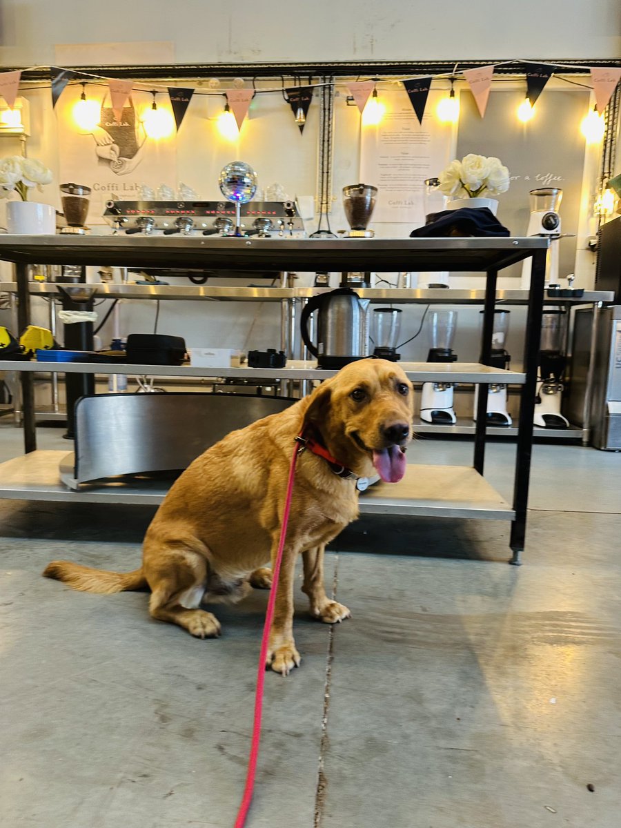 On #internationalcoffeeday we are reflecting on our new spiritual home, where is all starts and we all come to enjoy great coffee, to learn and most importantly to have fun! Celebrating almost a year of our beautiful Coffi Lab Roastery ☕️🐾🧡 

#coffilab