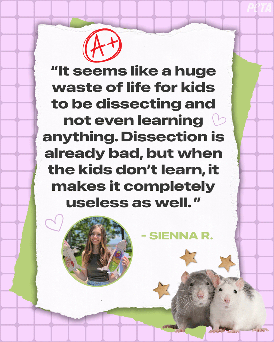 peta's tweet photo. This #CutOutDissectionMonth, we’re celebrating kind students like Sienna, who advocate for animals in the classroom 🫶✨
Her teacher is keeping her models so future students won't have to dissect animals 💯 If you’re a teacher interested in humane options, contact #TeachKind 🍎 https://t.co/25YdThFMvI