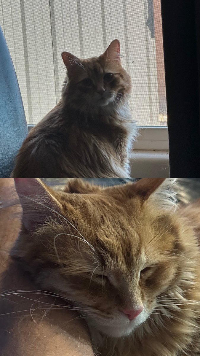 AJamesMcCarthy's tweet image. Update: he made himself right at home and always wants to lay on me 

Sad eyes are gone