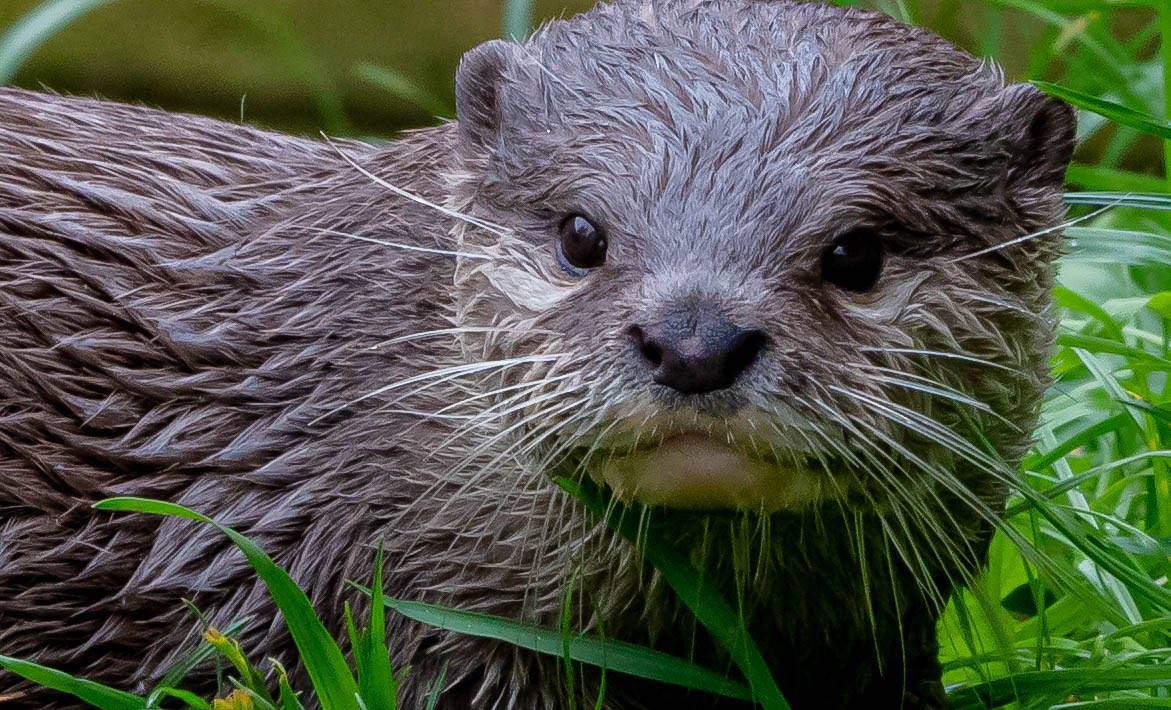 Daz72pix's tweet photo. Today @CotsWildTweets https://t.co/sqtpEi3Jip