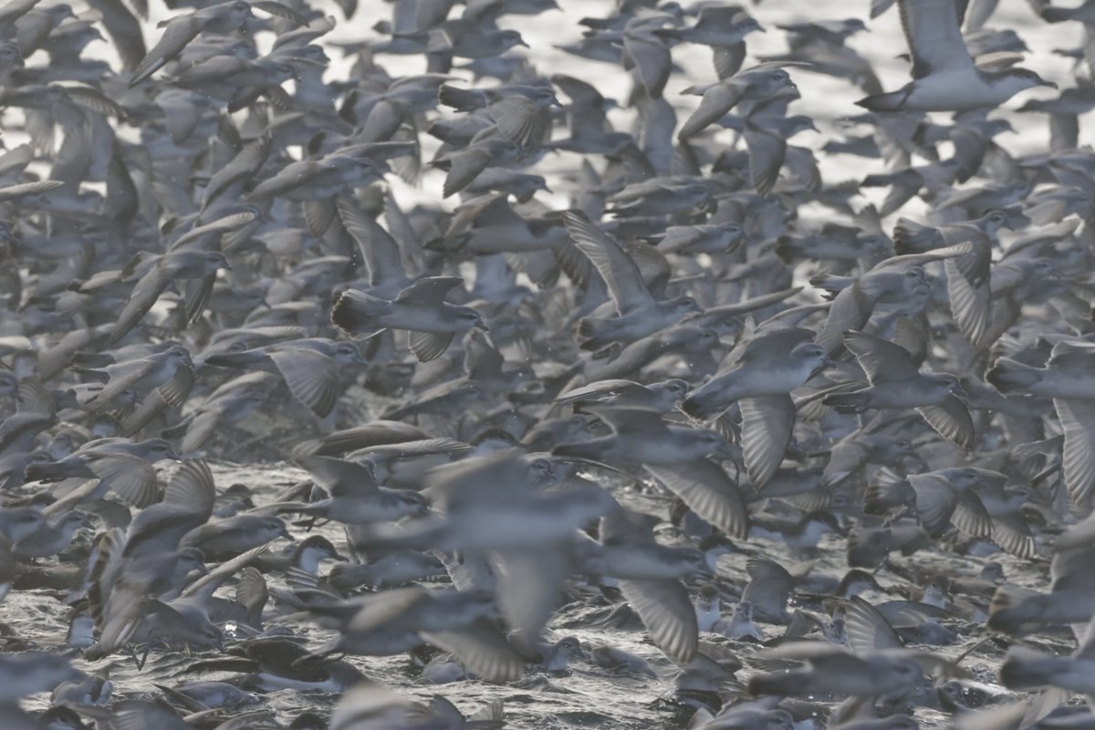 PhilNovis's tweet photo. A pelagic on Sunday from the North Island.  21 species in total but cane across a krill swarm and over 200,000 birds in attendance. The guides were even excited as nit seen such high numbers.  Bulwers Petrel, Fluttering Shearwater and Fairy Prinion https://t.co/AS2CNupsdo