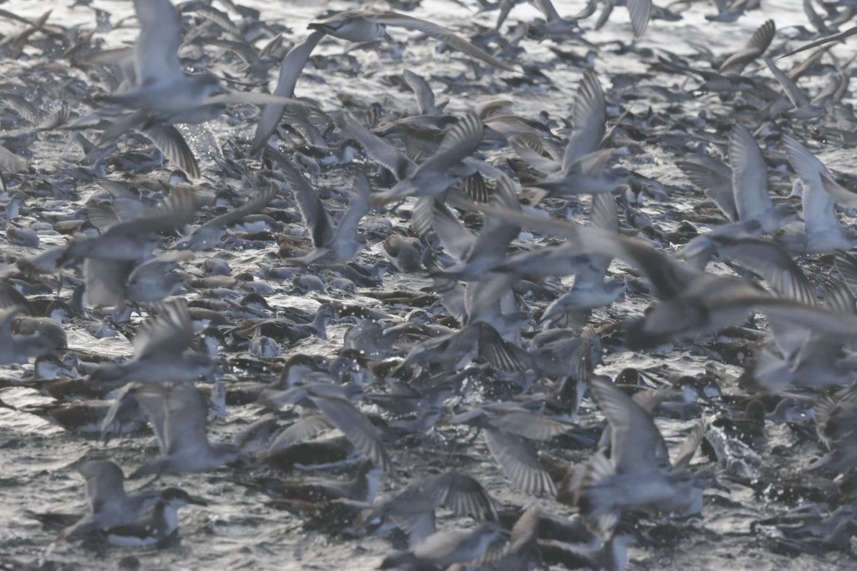 PhilNovis's tweet photo. A pelagic on Sunday from the North Island.  21 species in total but cane across a krill swarm and over 200,000 birds in attendance. The guides were even excited as nit seen such high numbers.  Bulwers Petrel, Fluttering Shearwater and Fairy Prinion https://t.co/AS2CNupsdo