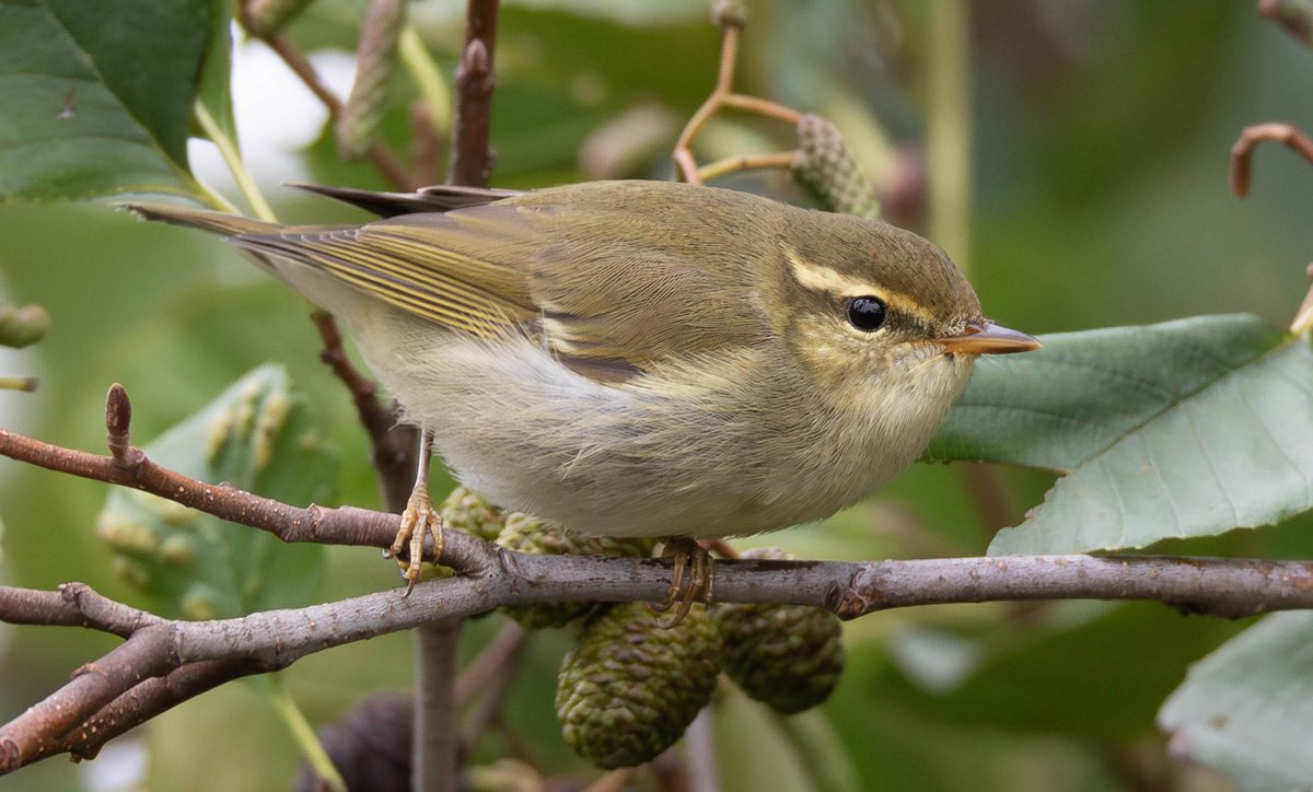 TringaCottage's tweet photo. Bought up with the Arctic Warbler at Spurn today, amazing bird https://t.co/bDG4xCuLV9
