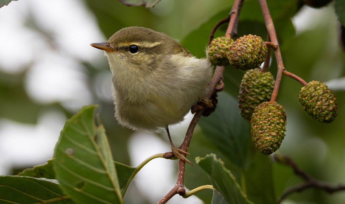 TringaCottage's tweet photo. Bought up with the Arctic Warbler at Spurn today, amazing bird https://t.co/bDG4xCuLV9