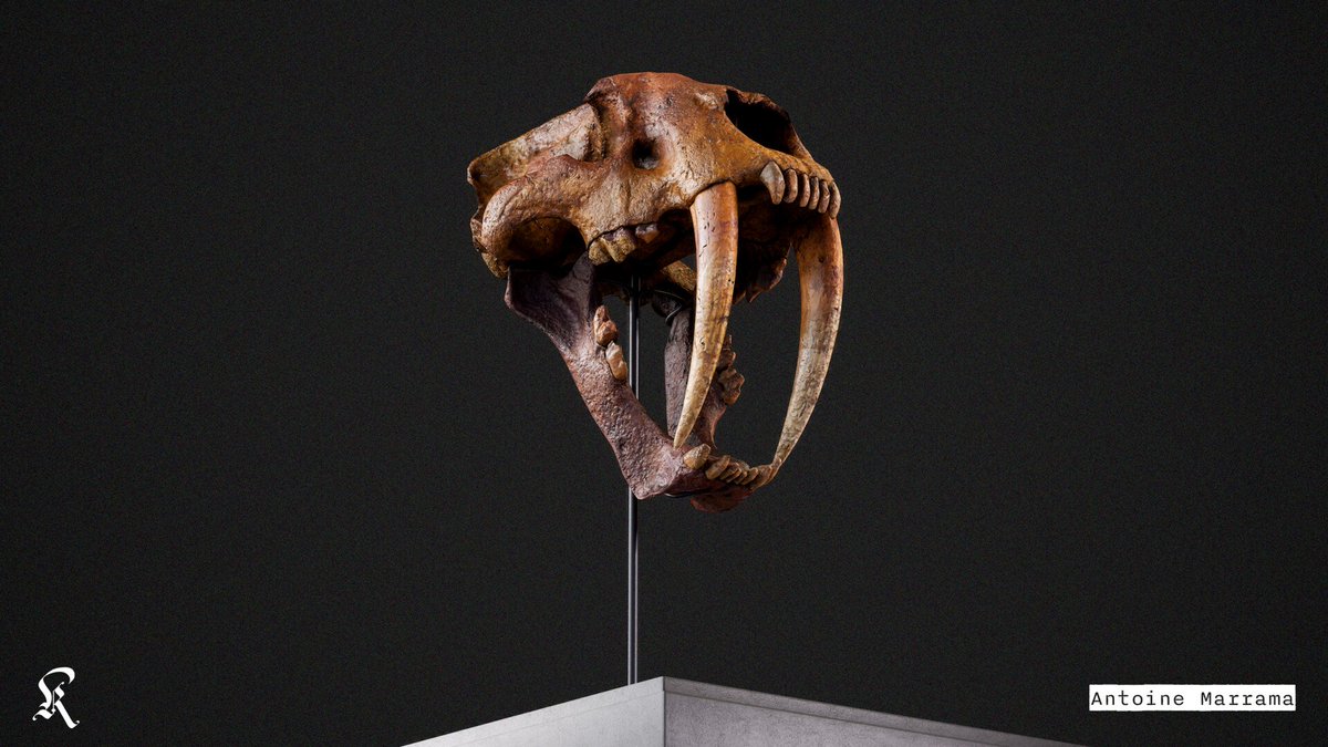 Kowzak's tweet photo. Here's a Smilodon Californicus skull
A small project of retopology and optimize 3d scan to make it game-ready. I hope you enjoy! 

 https://t.co/JeE1eSmbas

#gameart #3D #3dart #substance3d #SubstancePainter #3DS #gamedev https://t.co/EpZ6s1U8G4