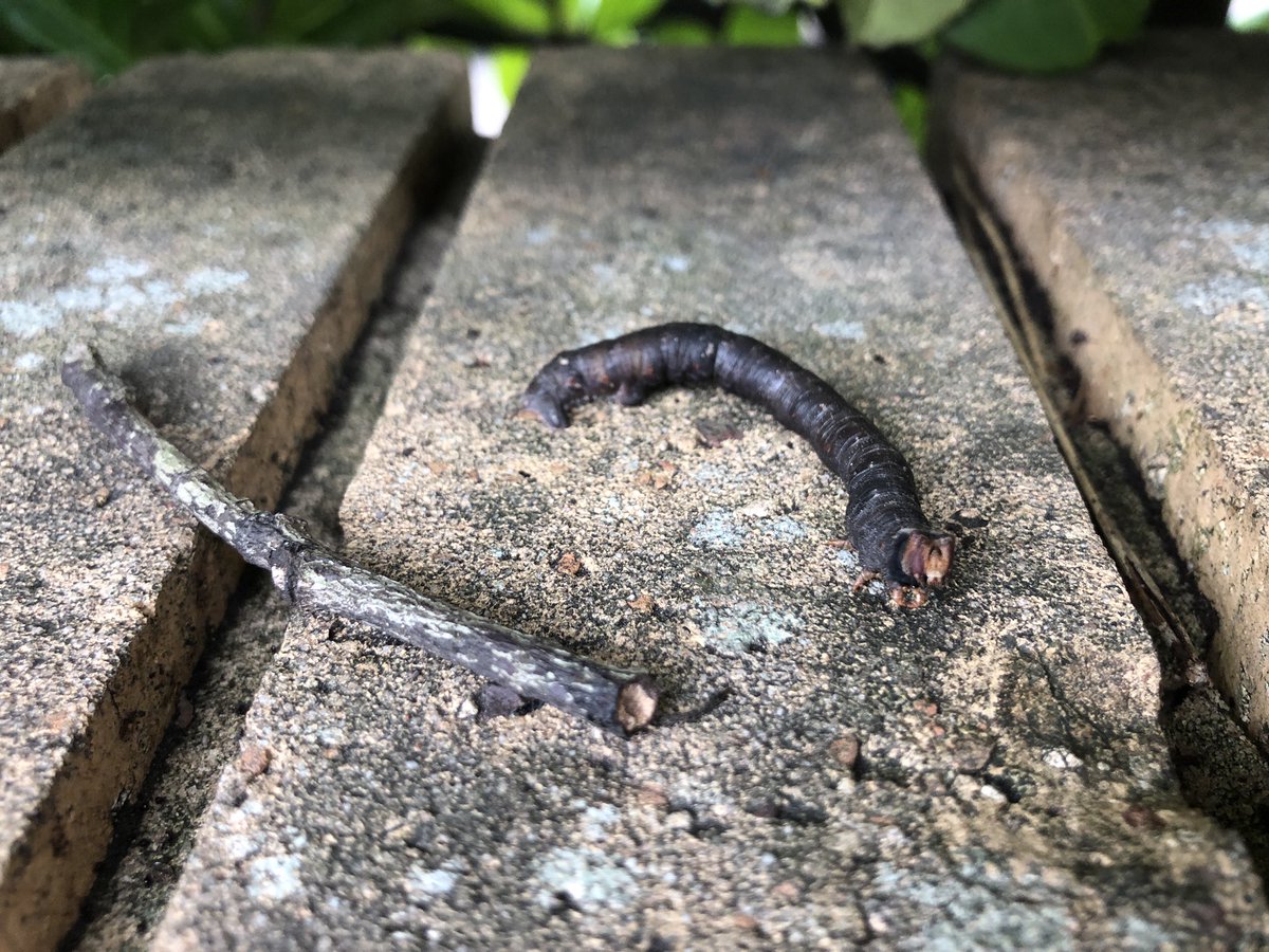 Coolest caterpillar 🐛 I think I’ve ever found. Amazing camouflage as a stick feathered thorn #wildcardiffhour