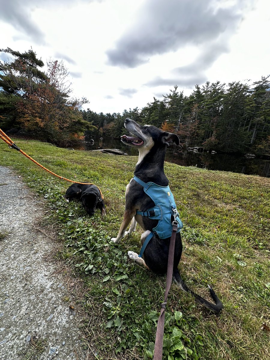 ecosyncrasy's tweet photo. No better way to celebrate October than a hike through the woods to reset the vibes! Took about two hours in total and the trail provided some stunning views. 

If i could do this every day of my life and get paid for it? I think i’d be content. https://t.co/LXcsUbHGPS