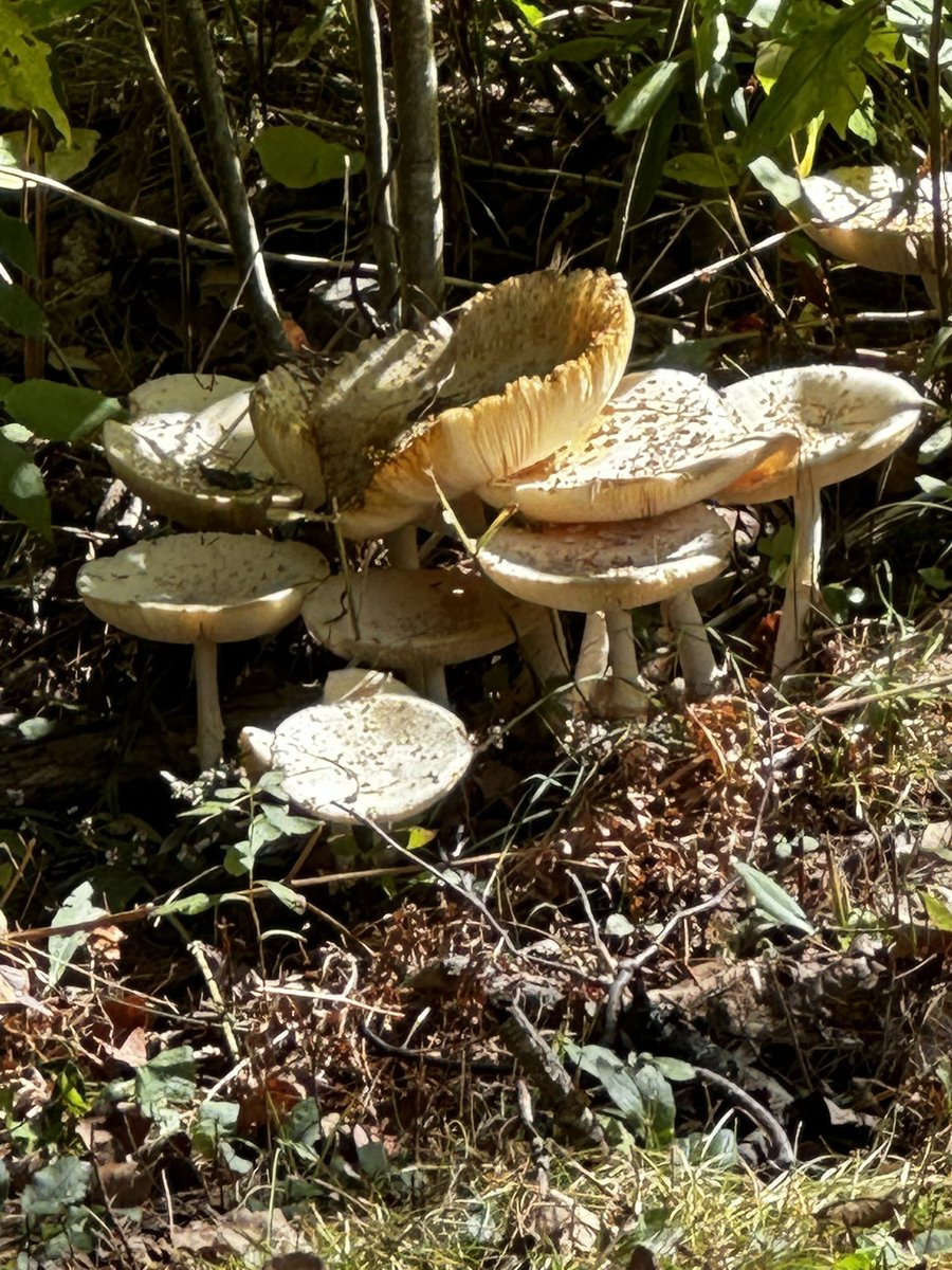 ecosyncrasy's tweet photo. No better way to celebrate October than a hike through the woods to reset the vibes! Took about two hours in total and the trail provided some stunning views. 

If i could do this every day of my life and get paid for it? I think i’d be content. https://t.co/LXcsUbHGPS