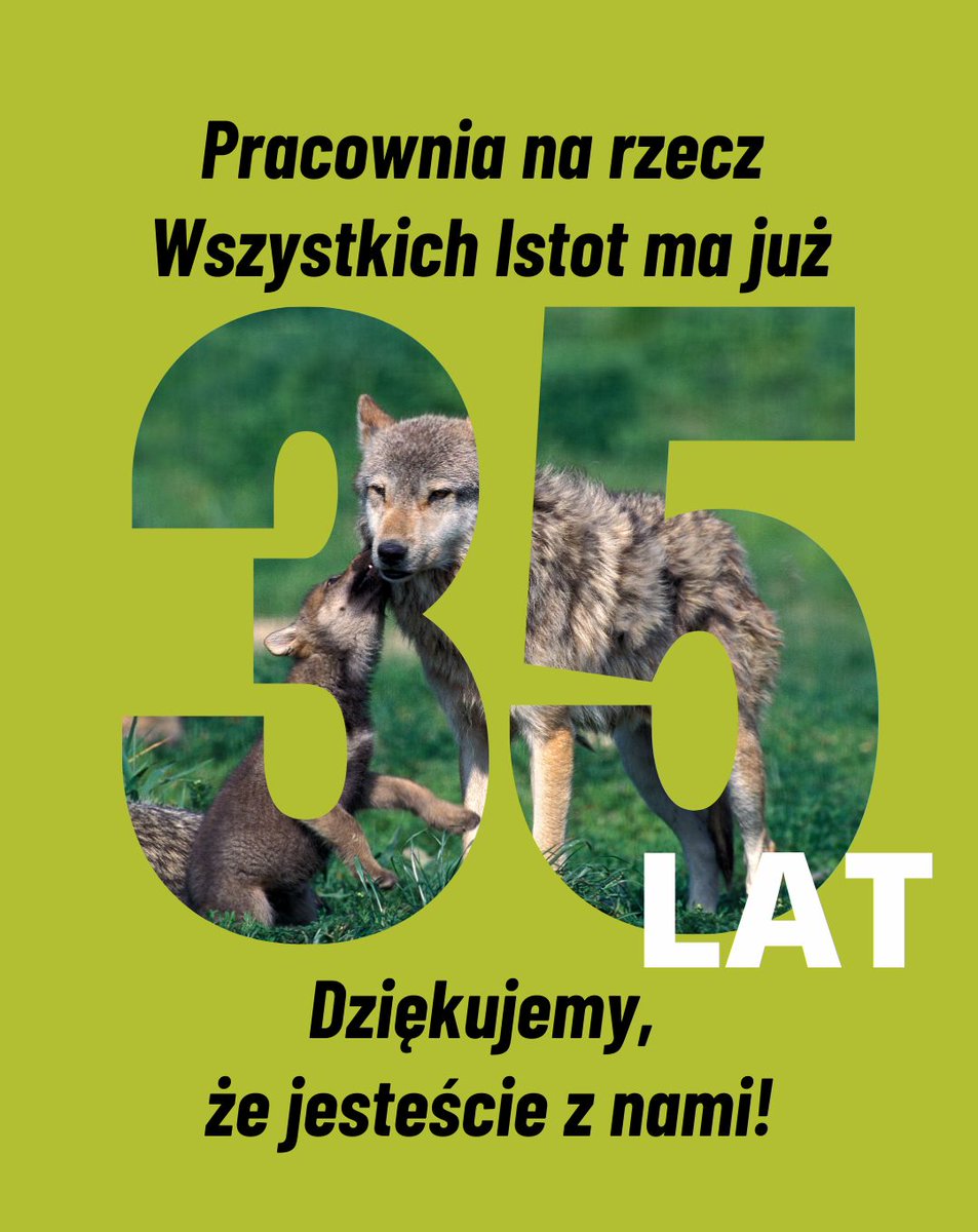 PracowniaBystra's tweet photo. Uwierzycie? To już 3⃣5⃣ lat odkąd Pracownia rozpoczęła działania na rzecz ochrony dzikiej przyrody i Wszystkich Istot.
✳️ Dziś możesz dołączyć do naszej pracy. Jak? 
„Każda żywa istota posiada wewnętrzną wartość, wartość samą w sobie. Niezależnie od tego, czy w wąskim rozumieniu istota ta jest człowiekowi użyteczna, potrzebna, czy też nie”  - słowa wypowiedziane przez Arne Naessa w 1992 roku nadal nam towarzyszą.

Od początku dwa najważniejsze kierunki aktywności Pracowni to 🐺 ochrona wilka i 🌳🌲 ochrona Puszczy Białowieskiej. 

🐺 W 1992 roku zainaugurowaliśmy kampanię „dzikie jest piękne” - wilk został  objęty ochroną początkowo w ówczesnym województwie poznańskim, a trzy  lata później, w 1995 r. niemal w całej 🇵🇱 Kolejne etapy walki o  ochronę wilka trwały do kwietnia 1998, kiedy to objęto je pełną ochroną  gatunkową na całym terytorium kraju. Za tym poszło zmapowanie przez  Pracownię korytarzy ekologicznych oraz stanowcze domaganie się  planowania i budowania bezpiecznych przejść dla dzikich zwierząt. 
Te  działania zresztą realizujemy do tej pory.

Niestety wilk może przestać być bezpieczny.
25 września poparto projekt @EU_Commission  obniżający status ochronny wilka w Europie i przeniesienie go z "gatunku ściśle chronionego" do "gatunku chronionego”. 

W jaki sposób wesprzeć Pracownię w walce ochronę wilka? ✅ Możecie udostępnić ten i inne posty. ✅ Możecie przekazać darowiznę. 
✅🖊️ Możecie wysłać mail do Kancelarii Premiera
📩 kontakt@kprm.gov.pl  
z pytaniem, na jakiej podstawie Polska zagłosowała za osłabieniem ochrony wilka. 
Warto dowiedzieć się, dlaczego nasz kraj, który mógłby być liderem w ochronie tego gatunku,  popiera zapędy 🇪🇺 zmierzające w kierunku wprowadzenia odstrzałów redukcyjnych.

🖊️🖊️🖊️Można napisać  tak:

Szanowny Panie Premierze RP,
zwracam się w trybie dostępu do informacji publicznej z pytaniem o podstawy stanowiska rządu dotyczącego osłabienia ochrony wilka zaprezentowane na posiedzeniu Komitetu Stałych Przedstawicieli Rządów Państw Członkowskich przy Unii Europejskiej (tzw. COREPER) 25 września. Wnoszę o udostępnienie kopii analiz, opracowań i dokumentów, na podstawie których została podjęta ta decyzja. Proszę o ich udostępnienie na mój adres e-mail.
Z poważaniem,

Wilk znowu nas potrzebuje. A Pracownia potrzebuje Was. 
Rzadko prosimy o  finansowe wsparcie, ale tym razem to robimy. Bądźcie z nami “Pracownią  dla wilka”. 
Link do darowizny: https://t.co/PHwxTTQLl1