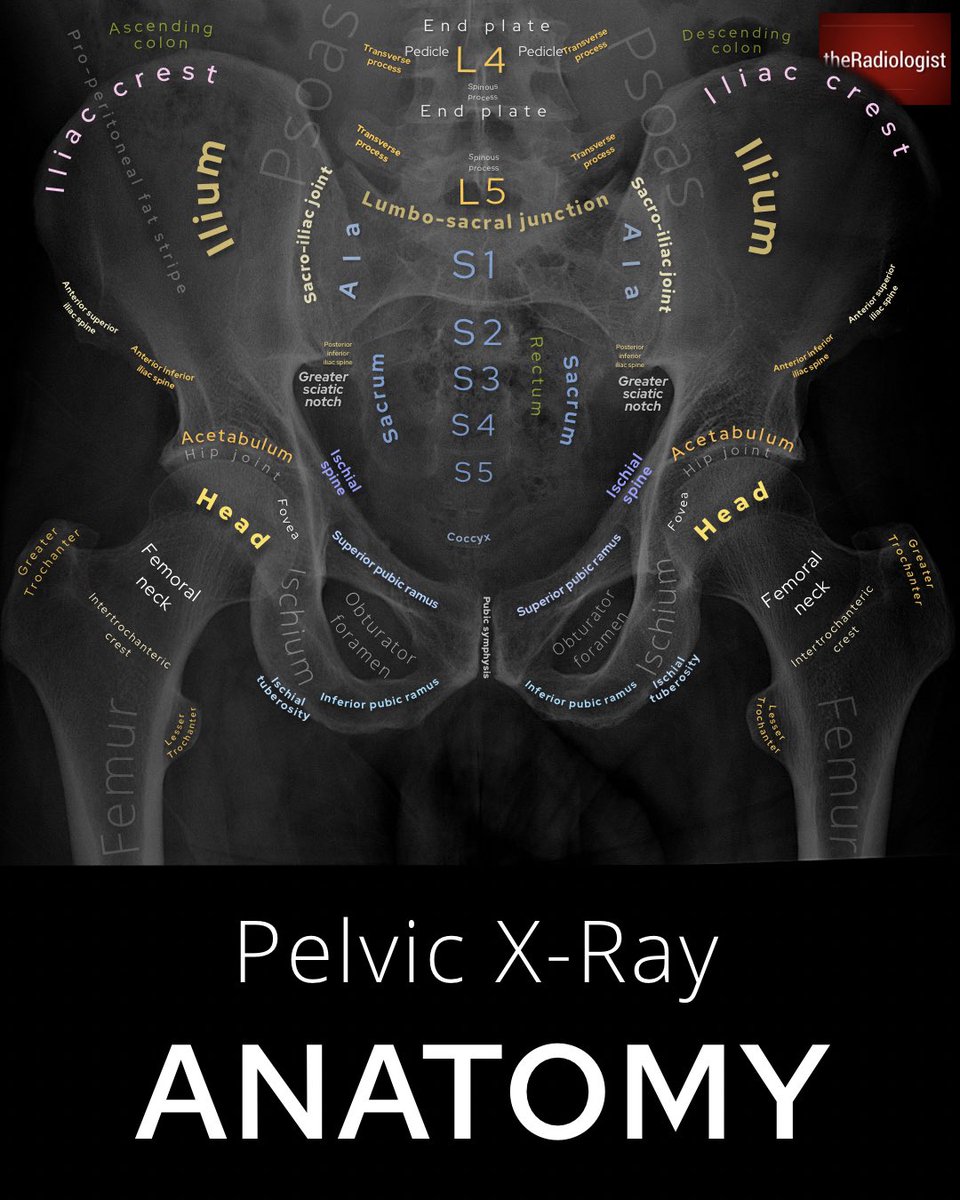 X-Ray anatomy collection: 20 annotated X-Ray images (1/5)