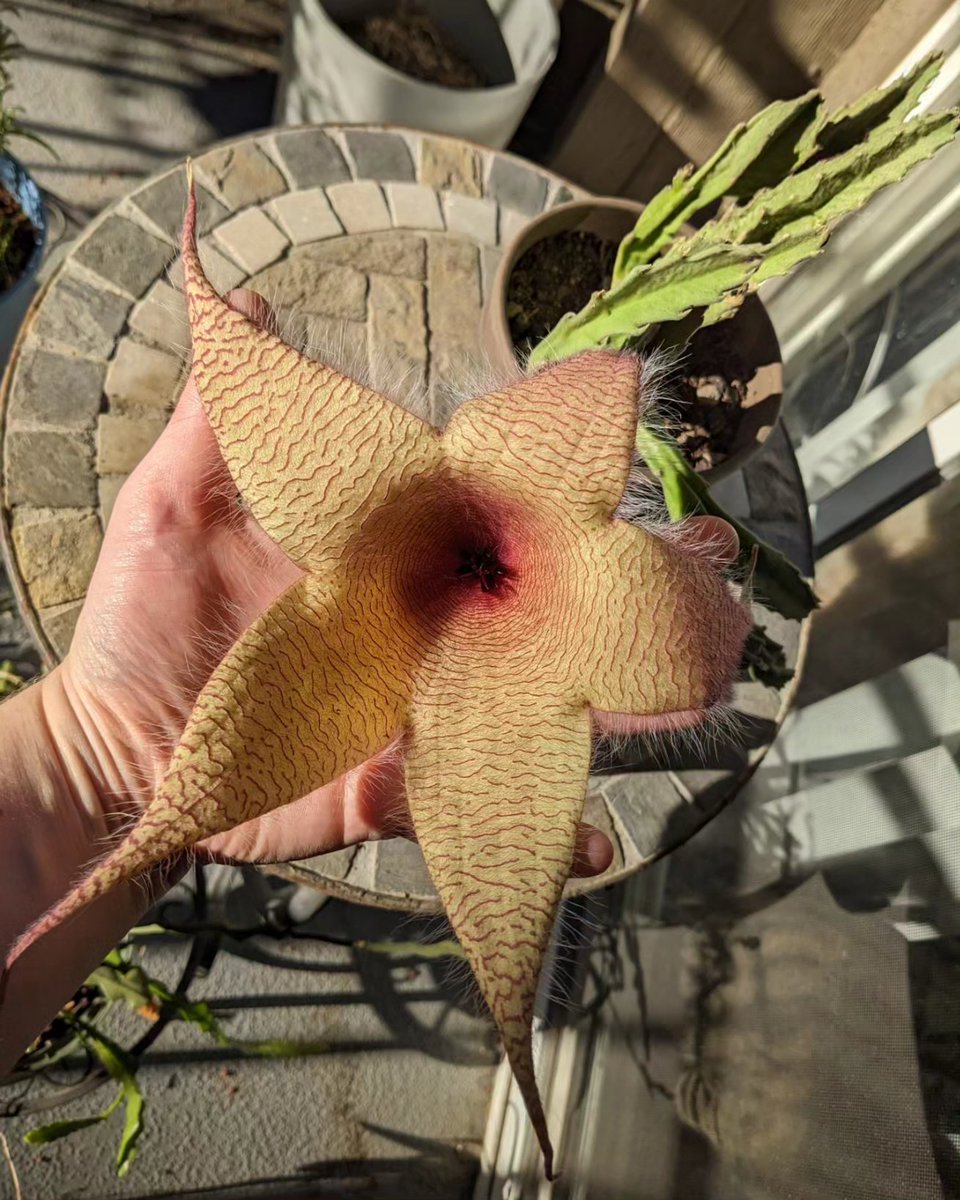 Amber 🐀 tweet media