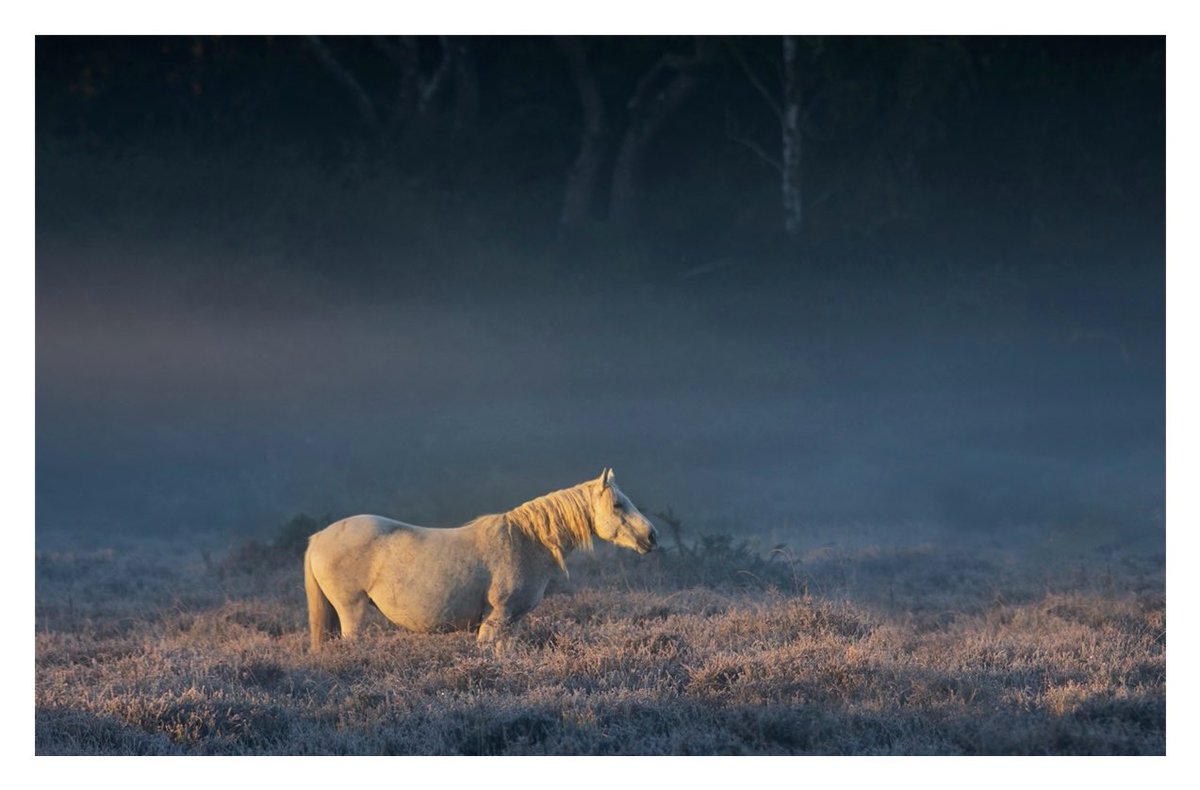 A nice bit of light on a surprisingly chilly morning at the weekend..

#NewForest