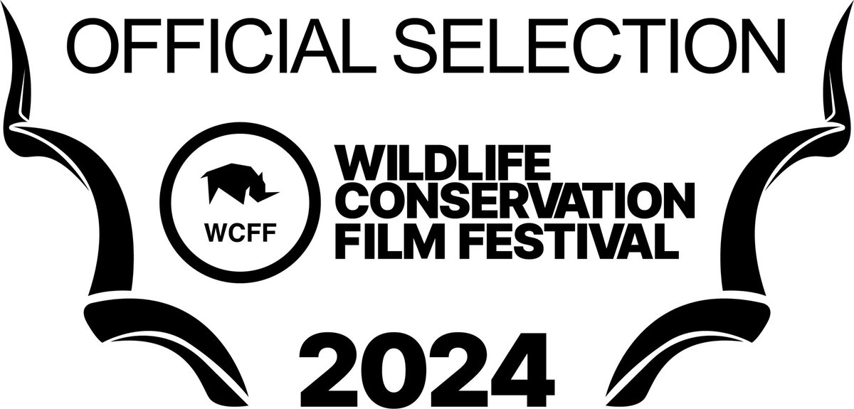 I’m surprised and really honoured that from over 200 submitted entries, my film about my parents’ flock of rare breed sheep, which are native to the Orkney Islands, has been selected for the 2024 Wildlife Conservation Film Festival, held in Monterrey, Mexico later this year 🐑