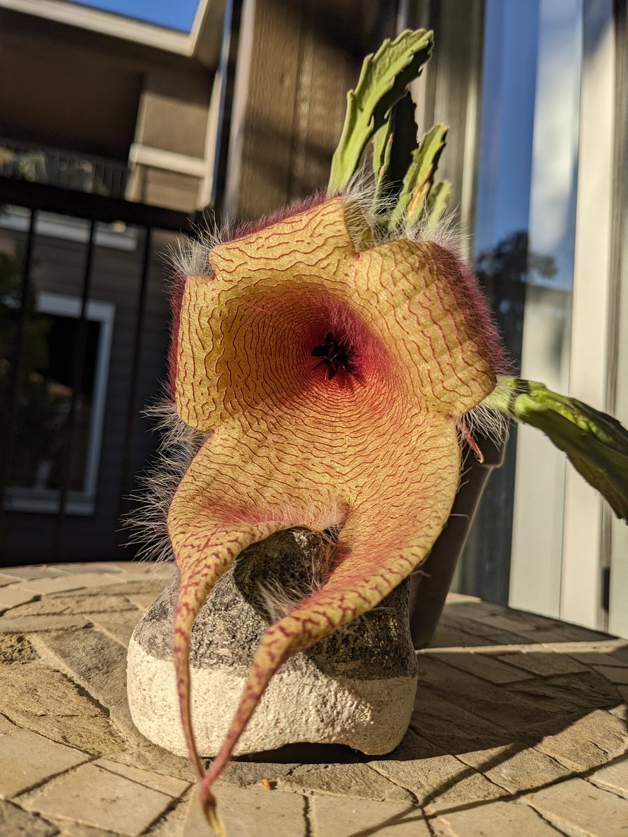 Amber 🐀 tweet media