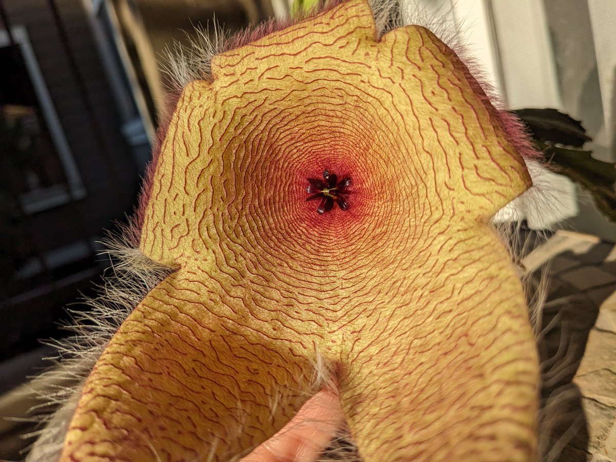 Amber 🐀 tweet media