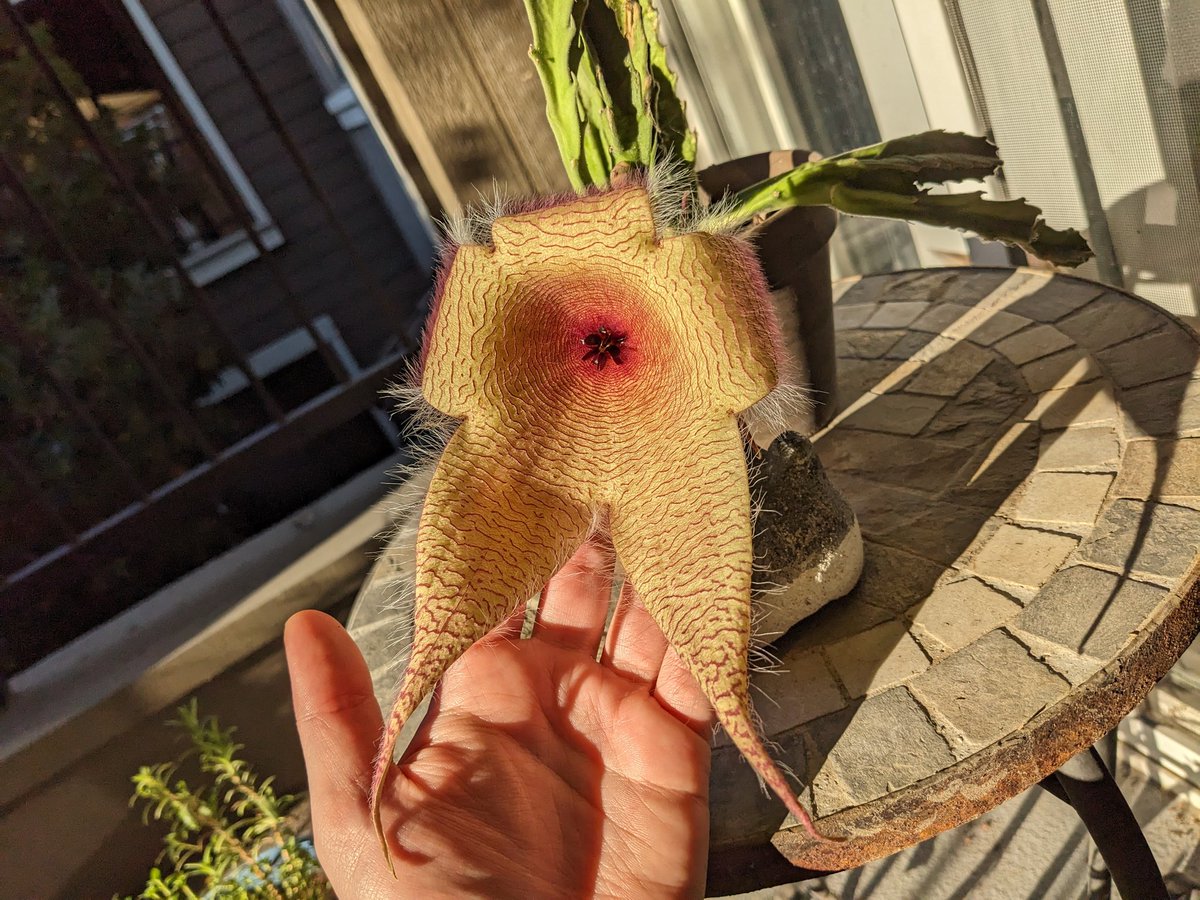 Amber 🐀 tweet media