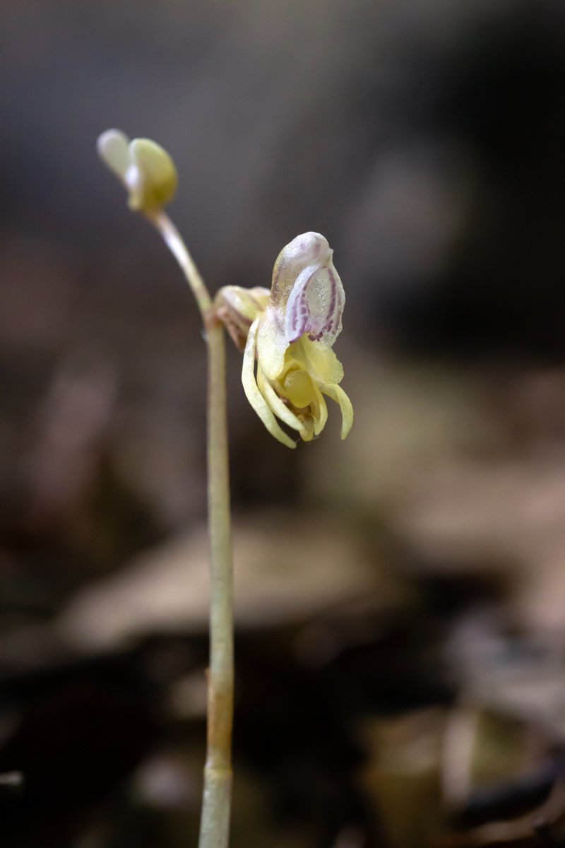 BSBI: Botanical Society of Britain & Ireland tweet media