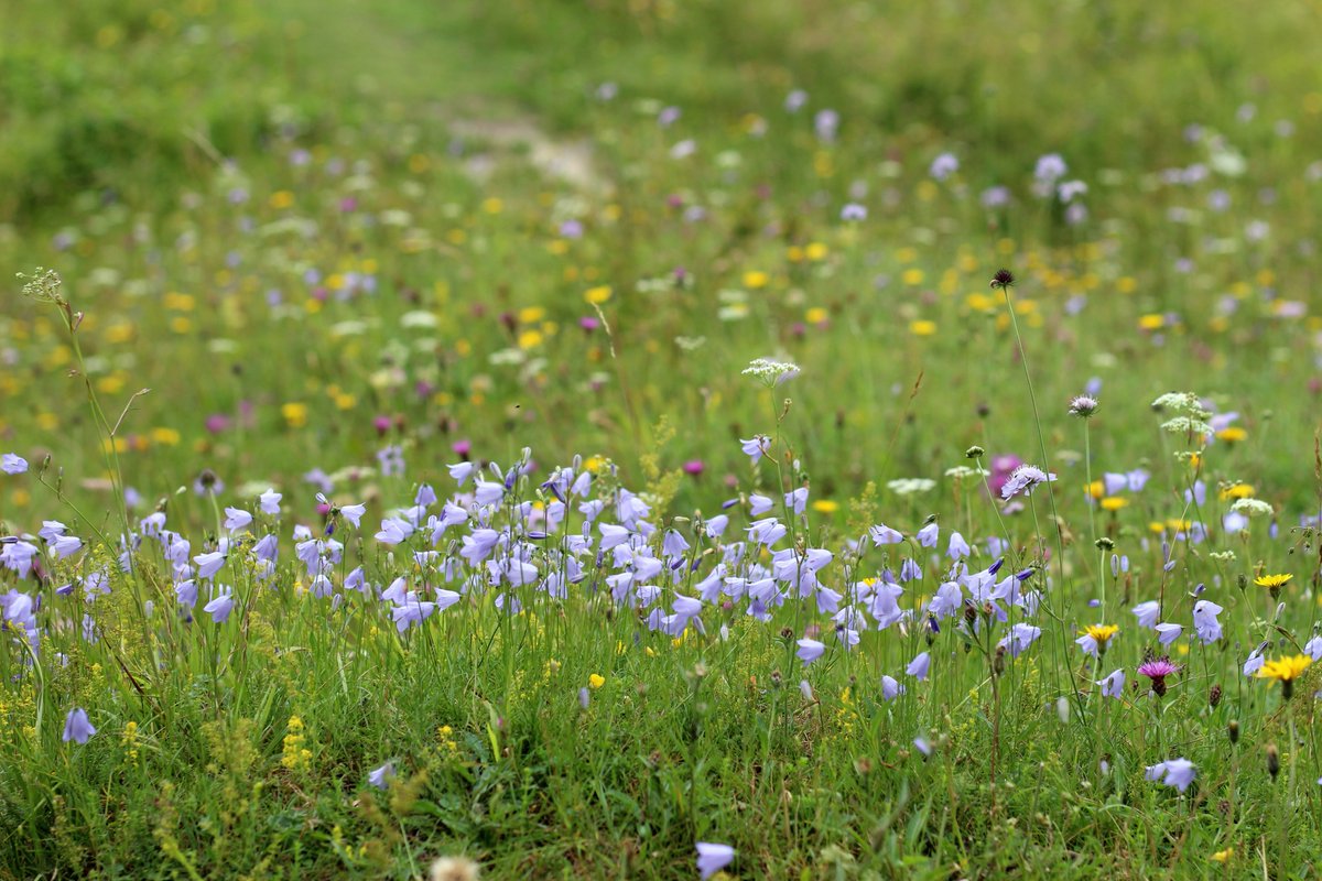 BSBI: Botanical Society of Britain & Ireland tweet media