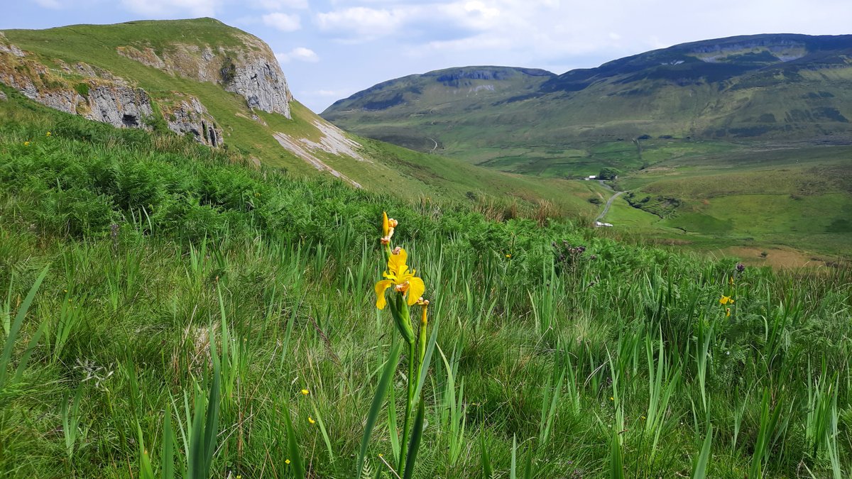 Been wondering about joining <a href="/BSBIbotany/">BSBI: Botanical Society of Britain & Ireland</a> but not taken the plunge yet? 
Join this month to enjoy 15 months of these great membership benefits for the price of 12: bsbipublicity.blogspot.com/2024/10/bsbi-m…
#BSBImembers are intrepid, inquisitive, inclusive &amp; love wild plants. 
You too? Then join us!