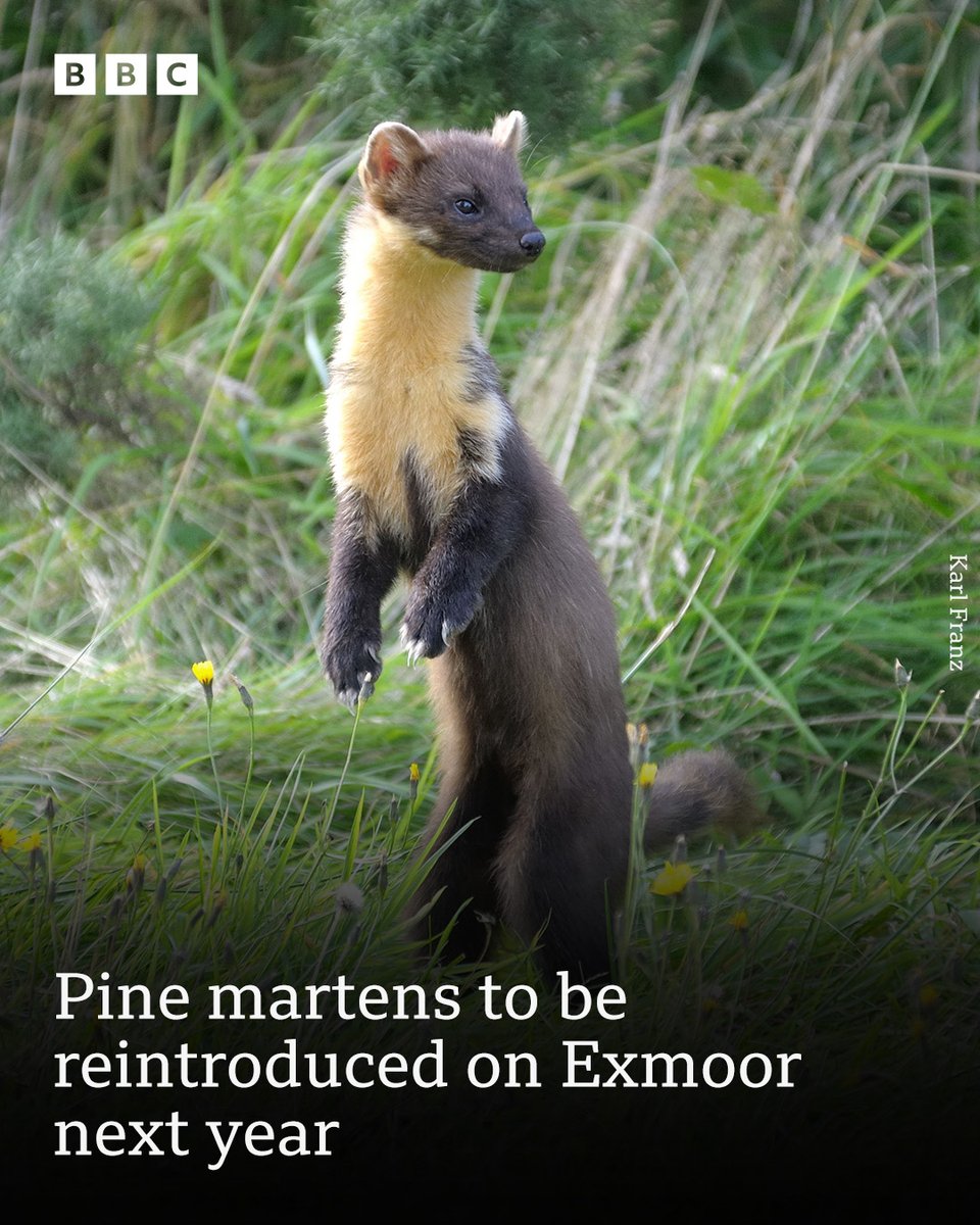 Would you be excited to spot one of these in Somerset?
Fifteen pine martens have just been released on Dartmoor - more will be released on Exmoor next year.
Read about their reintroduction to the South West ➡️ bbc.in/3ZL5GDq