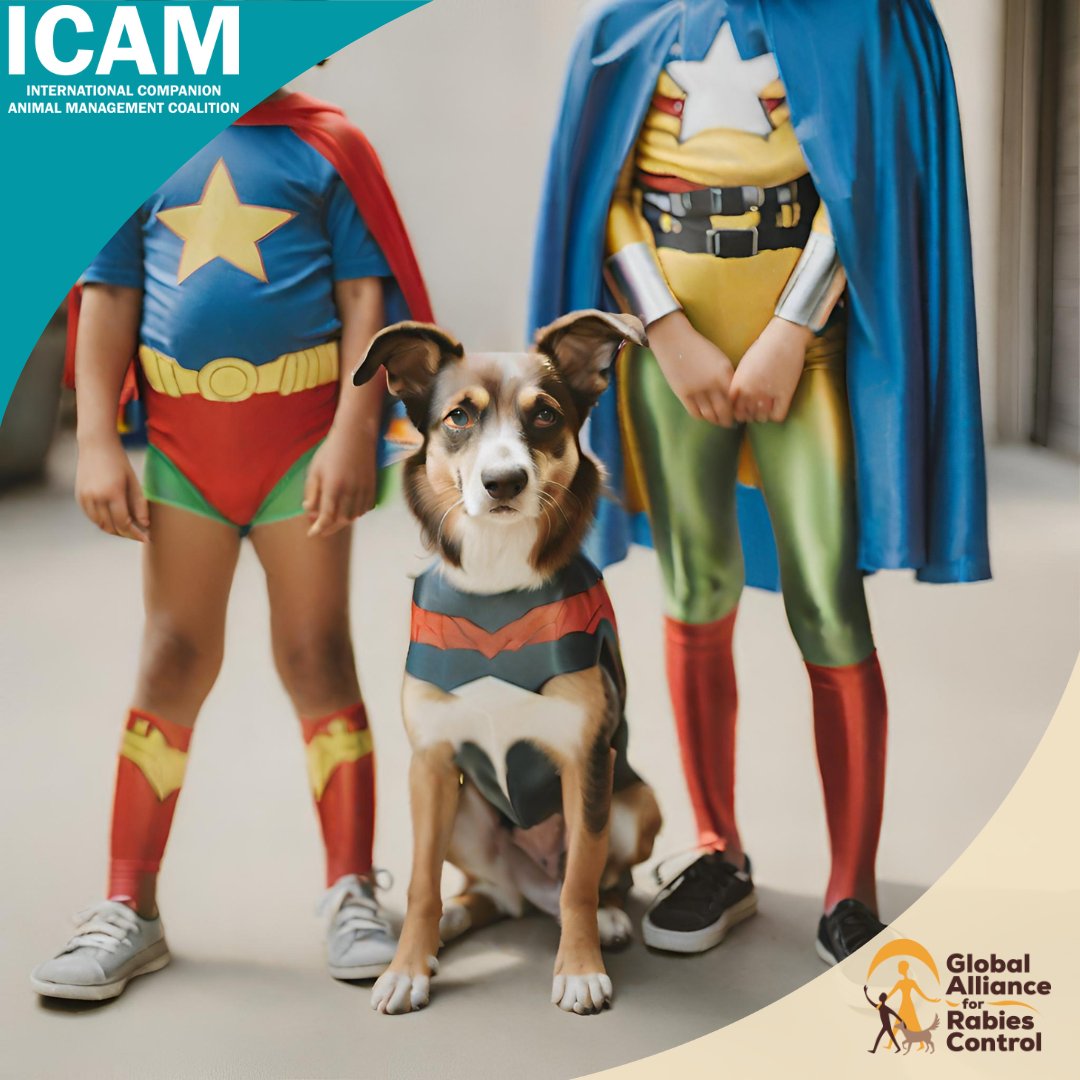 ICAMcoalition's tweet photo. 🐾 Humane DPM targets free-roaming dogs for sterilization and vaccination, turning them into heroes of herd immunity against #rabies! On #WorldAnimalDay, let’s champion these incredible dogs in the fight to eliminate rabies. #VaccinateDogs #EndRabiesNow https://t.co/ja4QVP9I94